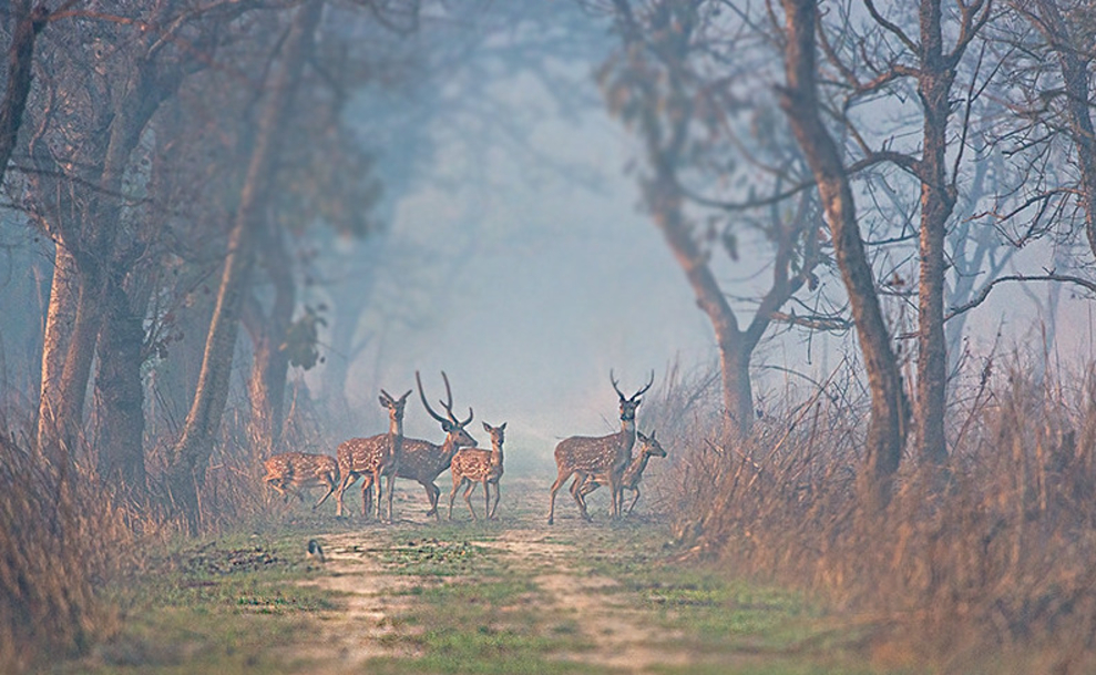 Wildlife Wonders and Spiritual Serenity Embark on an Enchanting Wildlife Tour in Uttar Pradesh
